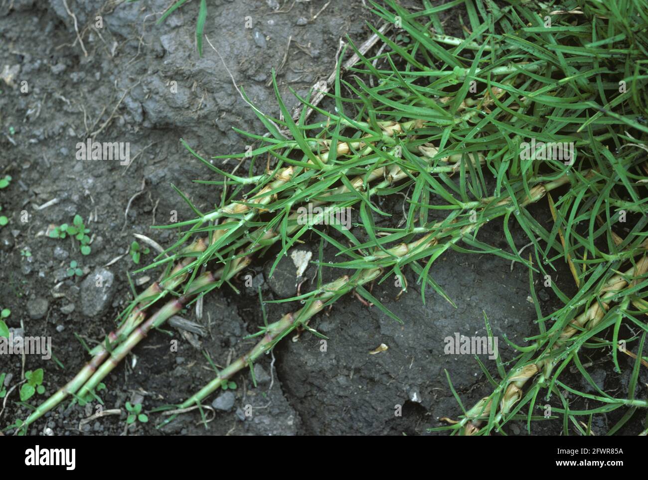 Kikuyu-Gras (Pennisetum clandestinum) kriechende Rhizome von Dürre-Toerant-Gartengras und invasive Unkrautpflanze, Kolumbien Stockfoto