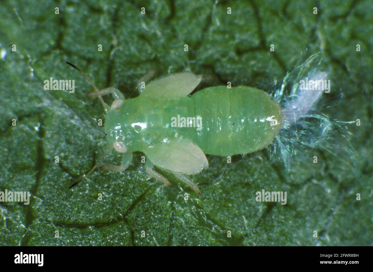 Photomikrographie eines Apfelsaugers (Cacopsylla mali) Nymphe Pest auf einem Apfelblatt Stockfoto