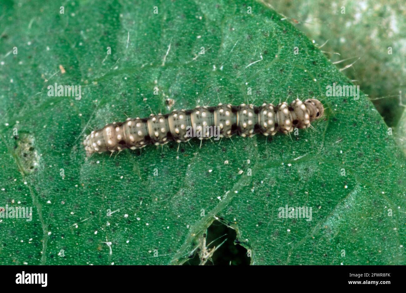 Baumwollblatt-Perforator (Buccalatrix thurburiella) kleine Schädlingsraupe auf einem Baumwollblatt, USA Stockfoto