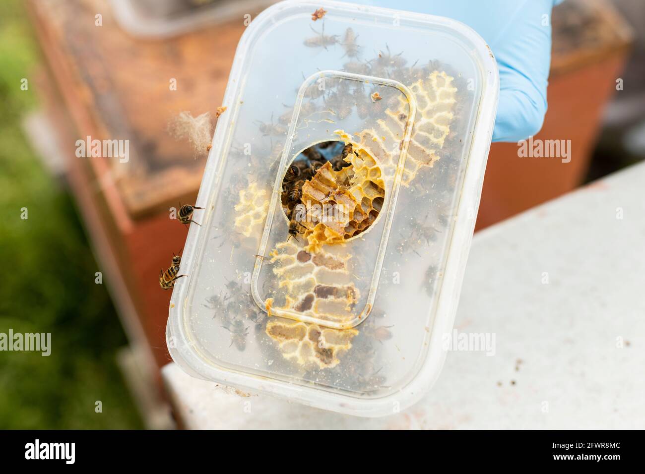 Imker im Bienenanzug, der einen Bienenkamm hält, Imkersession Bienenbaukamm in einem Futterhäuschen, Wachskamm von Bienen in einer Plastikbox, Stockfoto