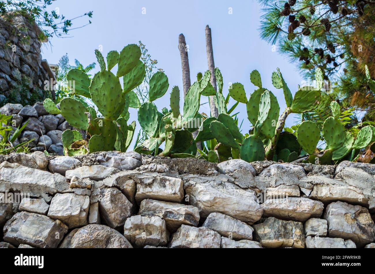 Kaktus aus Kaktus mit Kaktus aus Kaktus an den Hängen Montenegros. Natürliche Landschaft Blumenfoto. Stockfoto