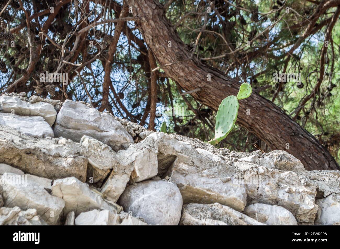 Kaktus aus Kaktus mit Kaktus aus Kaktus an den Hängen Montenegros. Natürliche Landschaft Blumenfoto. Stockfoto