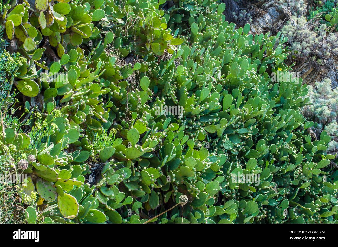 Kaktus aus Kaktus mit Kaktus aus Kaktus an den Hängen Montenegros. Natürliche Landschaft Blumenfoto. Stockfoto