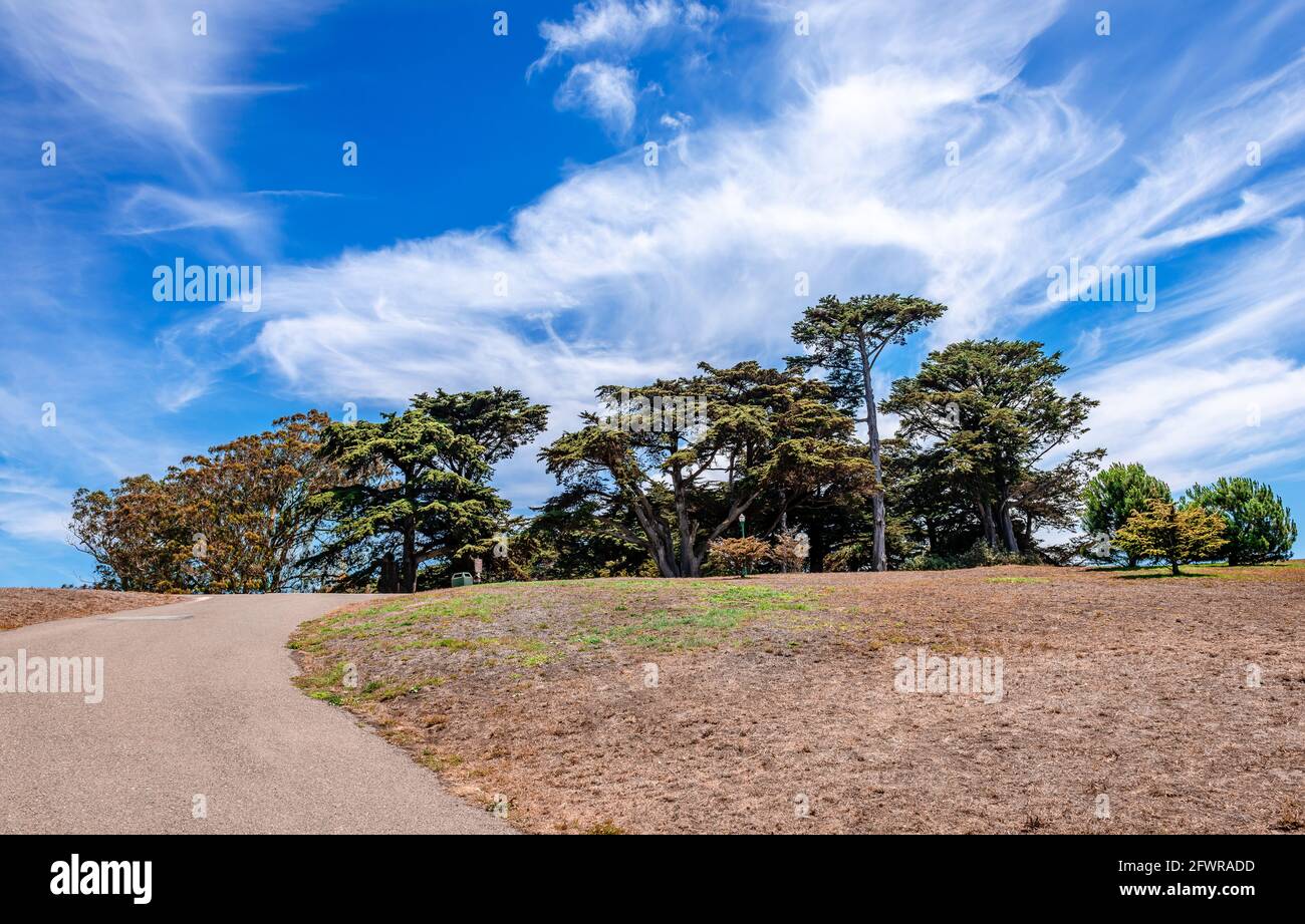 Alte Zypressen (Hesperocyparis macrocarpa, allgemein bekannt als Monterey-Zypresse) gegen den dramatischen Himmel. Alamo Square Park, San Francisco, Kalifornien, Stockfoto