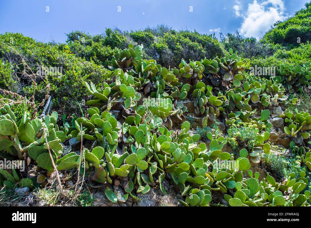 Kaktus aus Kaktus mit Kaktus aus Kaktus an den Hängen Montenegros. Natürliche Landschaft Blumenfoto. Stockfoto
