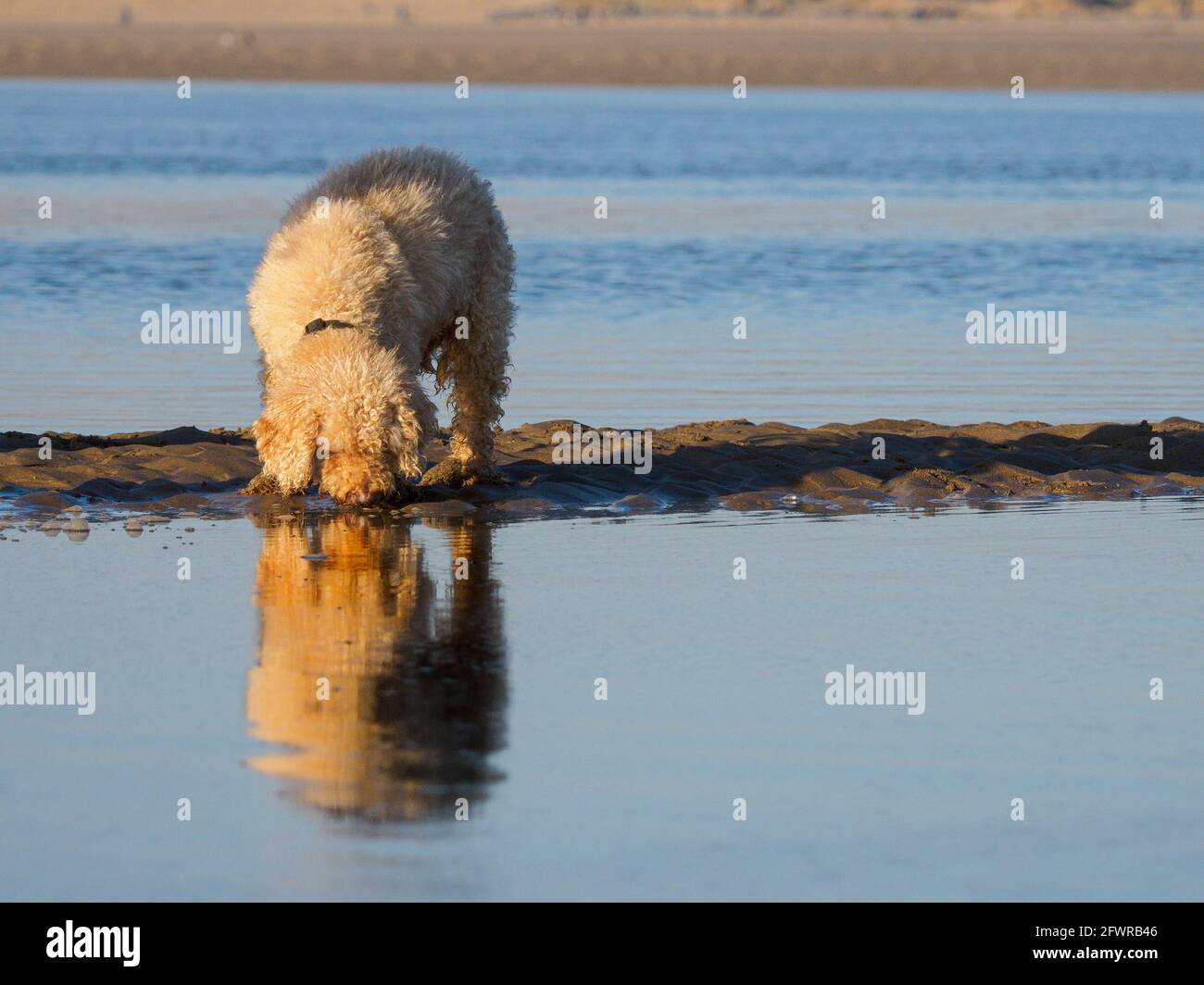 Hund, der die Reflexion im Wasser betrachtet, Großbritannien Stockfoto