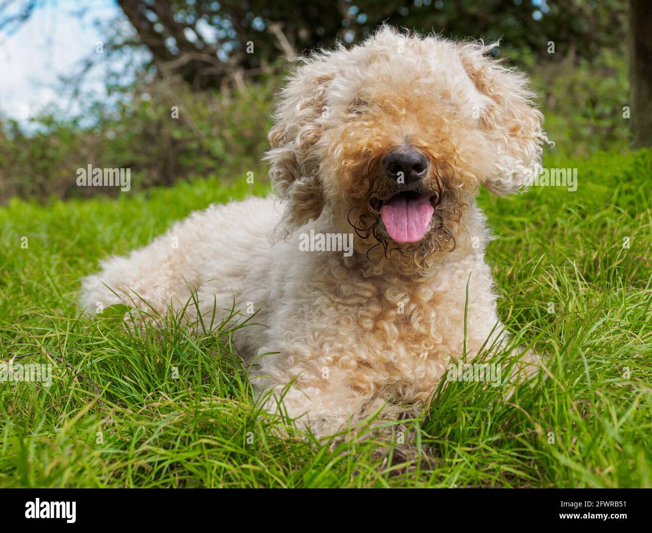 Hund liegt im Gras, Großbritannien Stockfoto