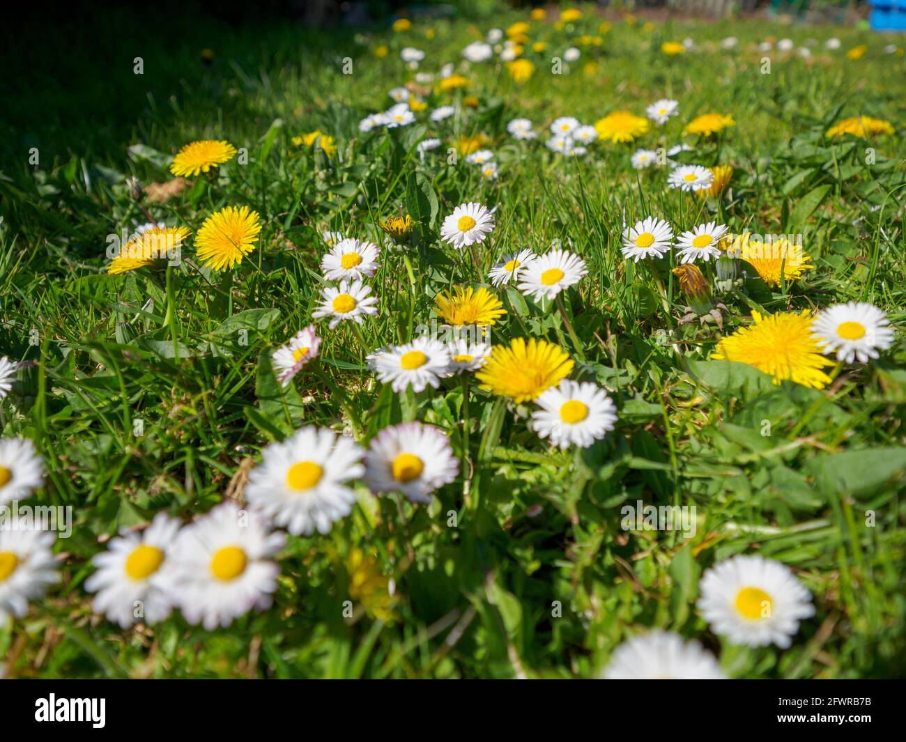 Gras wurde nicht geschnitten, um mehr der Bestäuberpflanzen anzubauen, die Bienen während des No Mow May, Großbritannien, zum Überleben benötigen Stockfoto