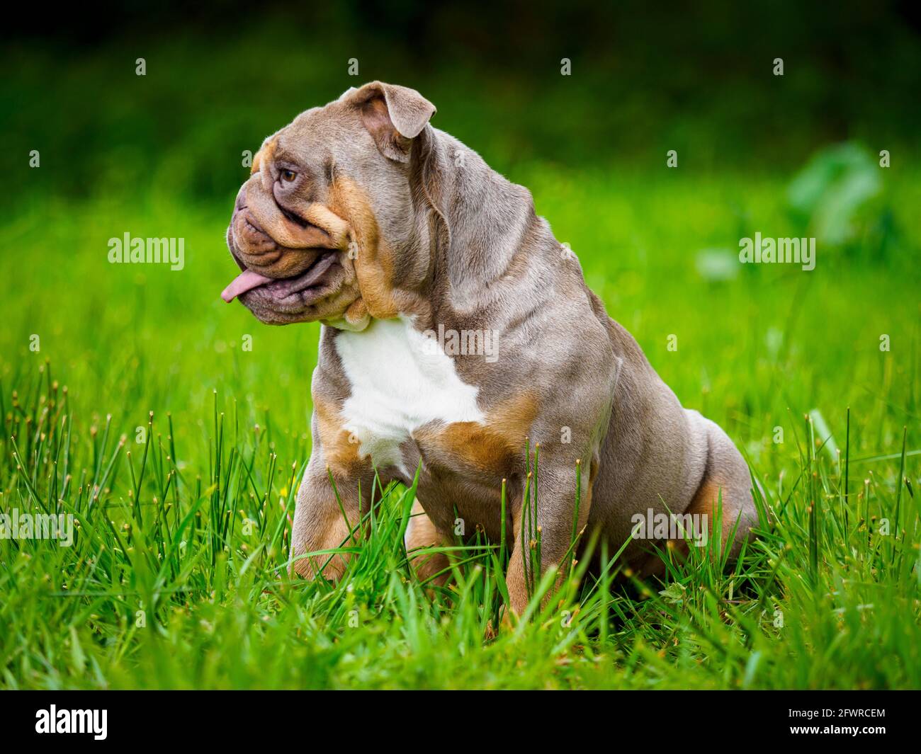 British Bulldog, Großbritannien Stockfoto