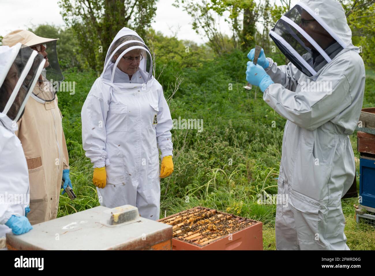 Imkersession im Imkereihaus, Imker in Bienenanzügen, Imkersausbildung, Imkersession, Imkersession, Imkersession Stockfoto