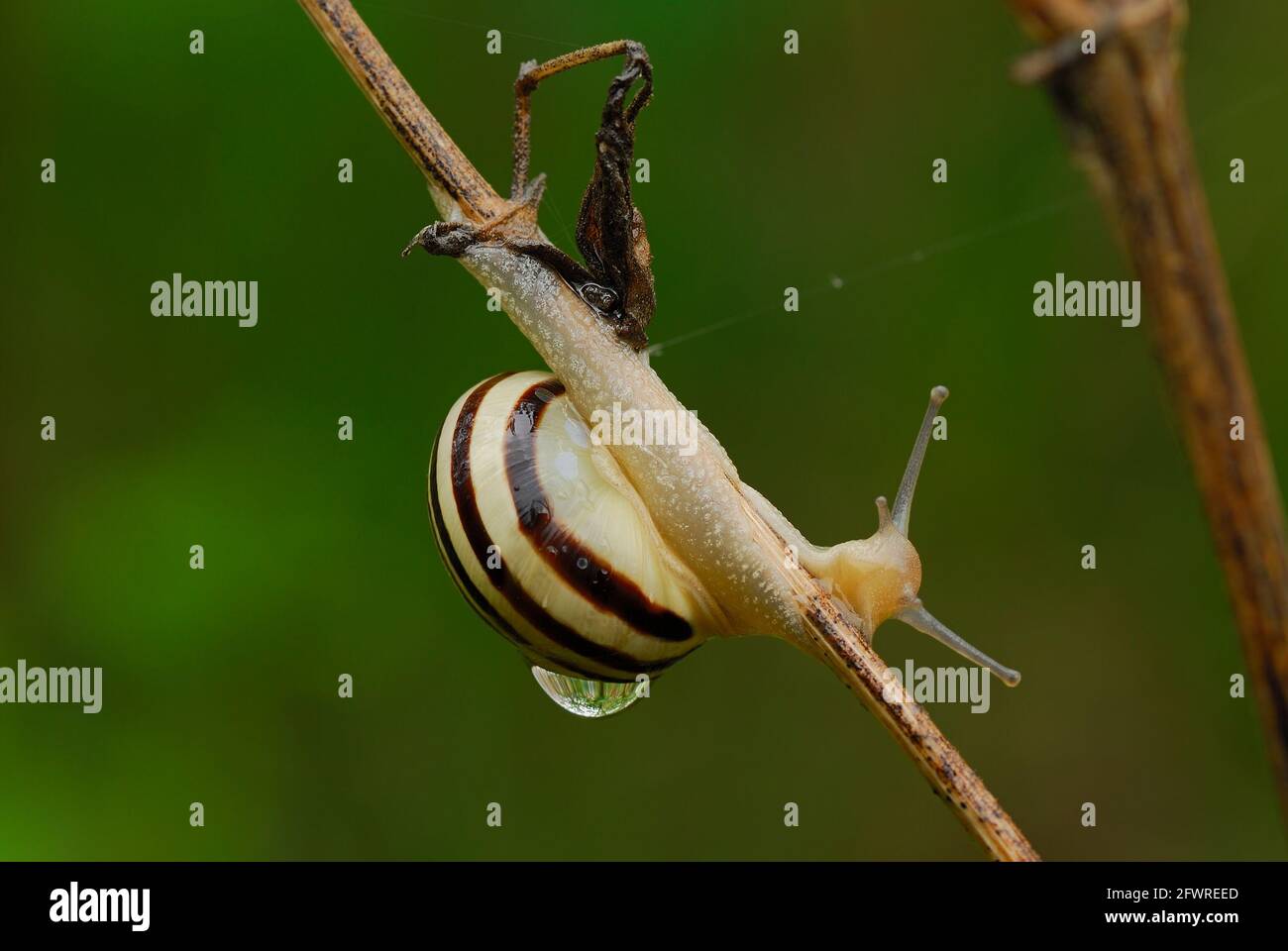 Weiße Schnecke mit einem großen Wassertropfen auf der Muschel, aus nächster Nähe. Kriechen auf trockenem Gras nach Regen. Verschwommener grüner Hintergrund. Gattung Cepaea hortensis. Stockfoto