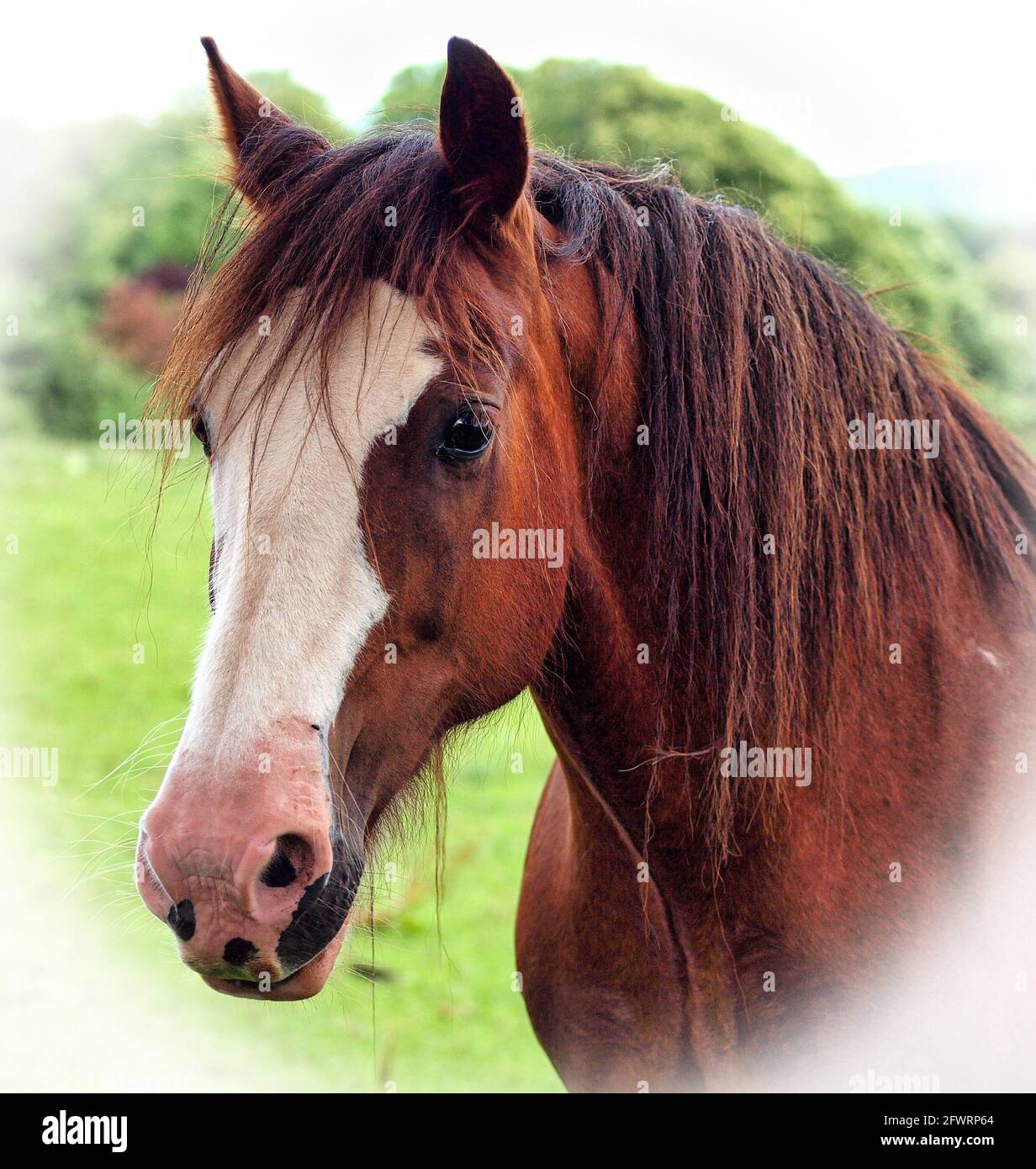 Eine Nahaufnahme eines schönen Kastanienpferdes mit einer weißen Vignette. Stockfoto