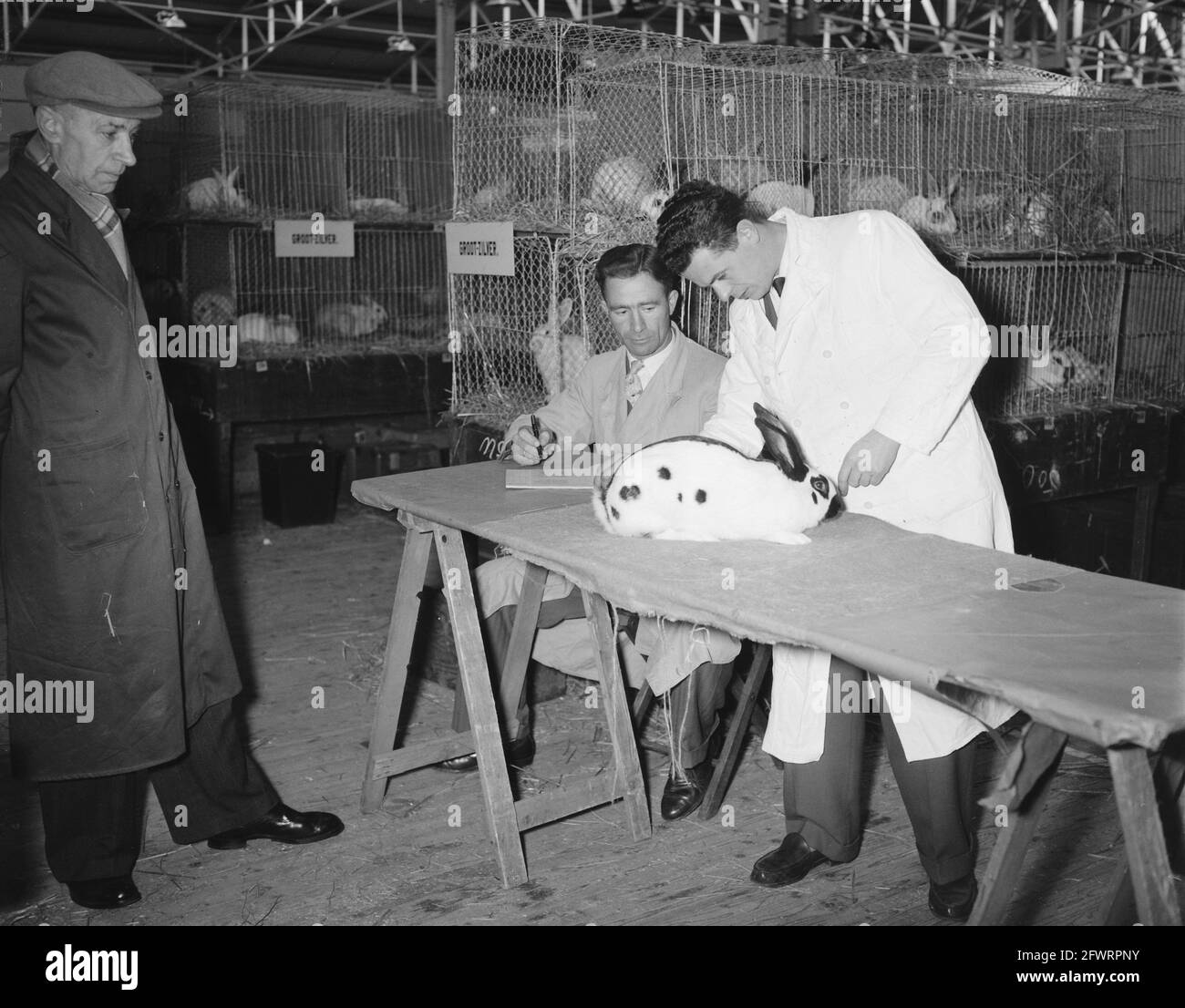 Die niederländische Rabbit Breeders Association organisiert Ausstellung im RAI-Gebäude anlässlich des 60. Jahrestages, 10. Januar 1958, Ausstellungen, die Niederlande, 20. Jahrhundert Presseagentur Foto, Nachrichten zu erinnern, Dokumentarfilm, historische Fotografie 1945-1990, visuelle Geschichten, Menschliche Geschichte des zwanzigsten Jahrhunderts, Momente in der Zeit festzuhalten Stockfoto