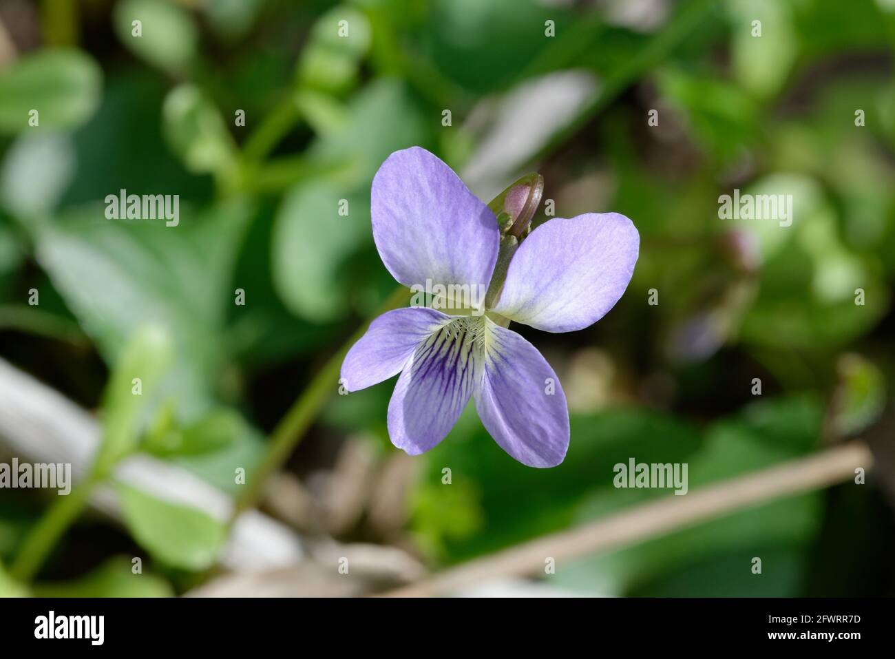 Viola sororia Stockfoto