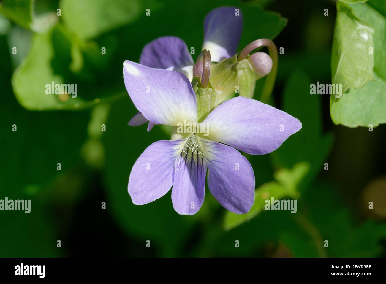 Viola sororia Stockfoto
