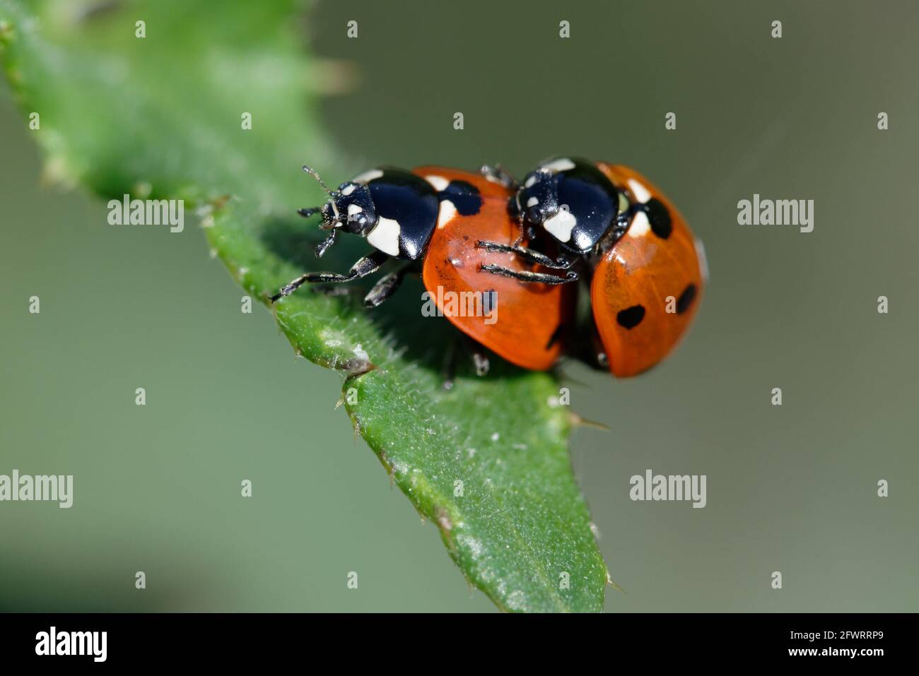 Siebenfleckige Lady Beetle-Paarung Stockfoto