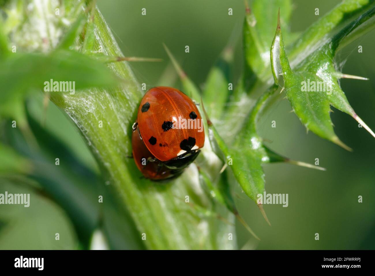 Siebenfleckige Lady Beetle-Paarung Stockfoto