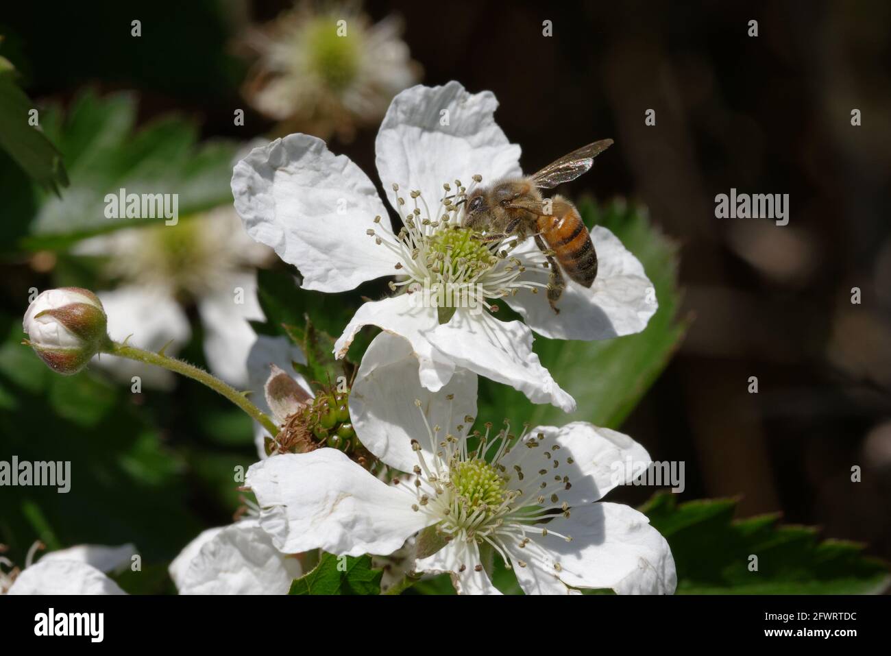 Beere mit Biene Stockfoto