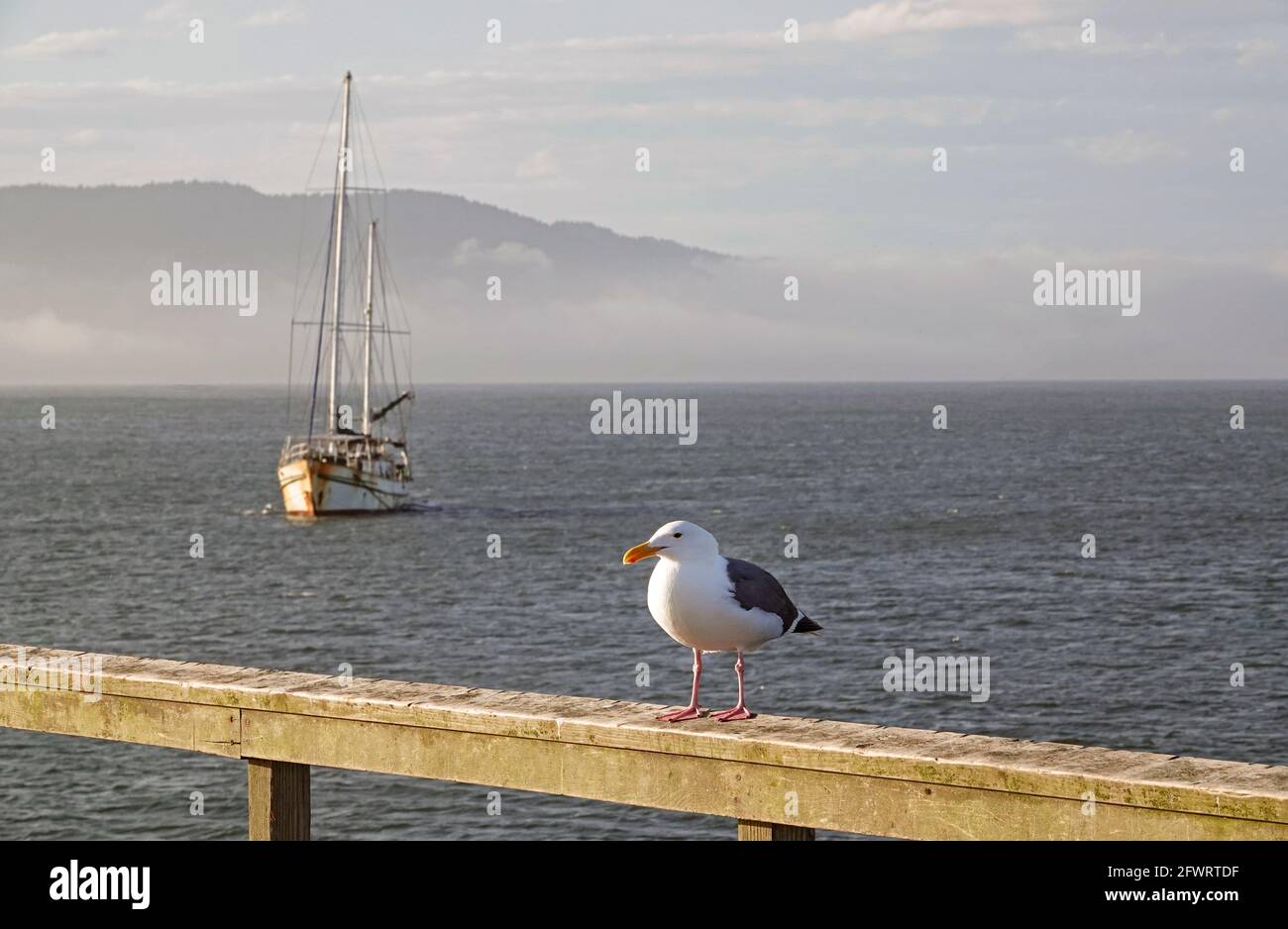 Im Hafen von Crescent City, Kalifornien, liegt ein verderbtes Segelboot nahe der Küste vor Anker. Stockfoto