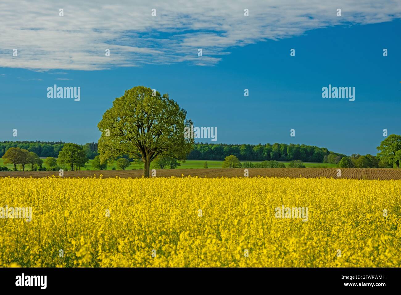 Farbenprächtiges, gelbes Rapsfeld in Norddeutschland mit einem grünen Baum, wunderschöner Landschaft und blauem Himmel mit Wolken an einem sonnigen Tag Stockfoto