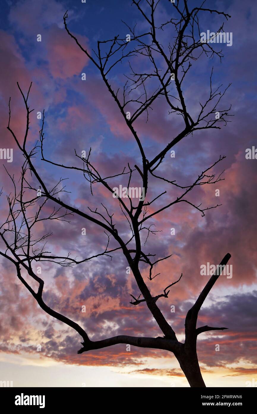 Trockener Baum und Himmel mit Wolken in der Dämmerung, Sao Joao del Rei Stockfoto