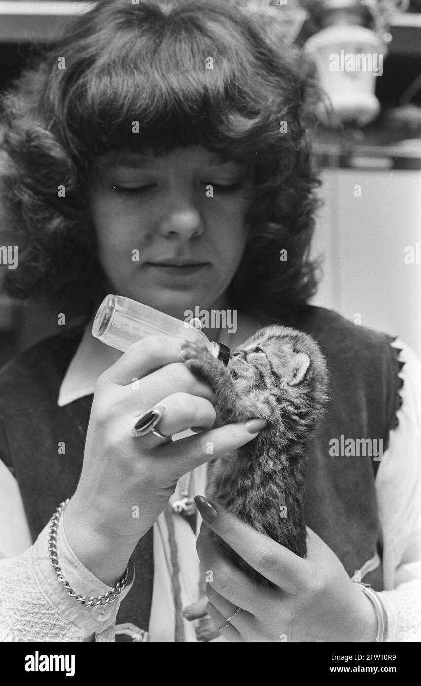 Artis, drei bengalische Tigerkätzchen, die vor 2 Wochen geboren wurden, von denen eines noch am Leben ist, aber von Mutter abgelehnt wurde, 23. März 1981, Zoos, Zoologie, Tigers, Niederlande, Foto der Presseagentur des 20. Jahrhunderts, zu erinnerende Nachrichten, Dokumentarfilm, historische Fotografie 1945-1990, visuelle Geschichten, Menschliche Geschichte des zwanzigsten Jahrhunderts, Momente in der Zeit festzuhalten Stockfoto