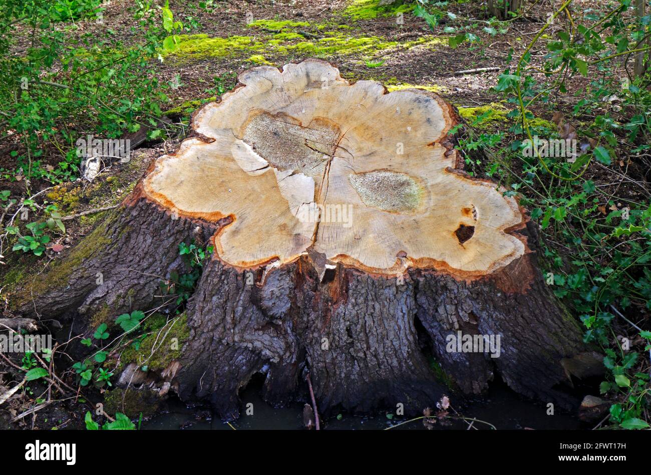 Der Stumpf einer gefällten reifen englischen Eiche, Quercus robur, im Wald  von Ranworth Broad auf den Norfolk Broads in Ranworth, Norfolk, England,  Großbritannien Stockfotografie - Alamy
