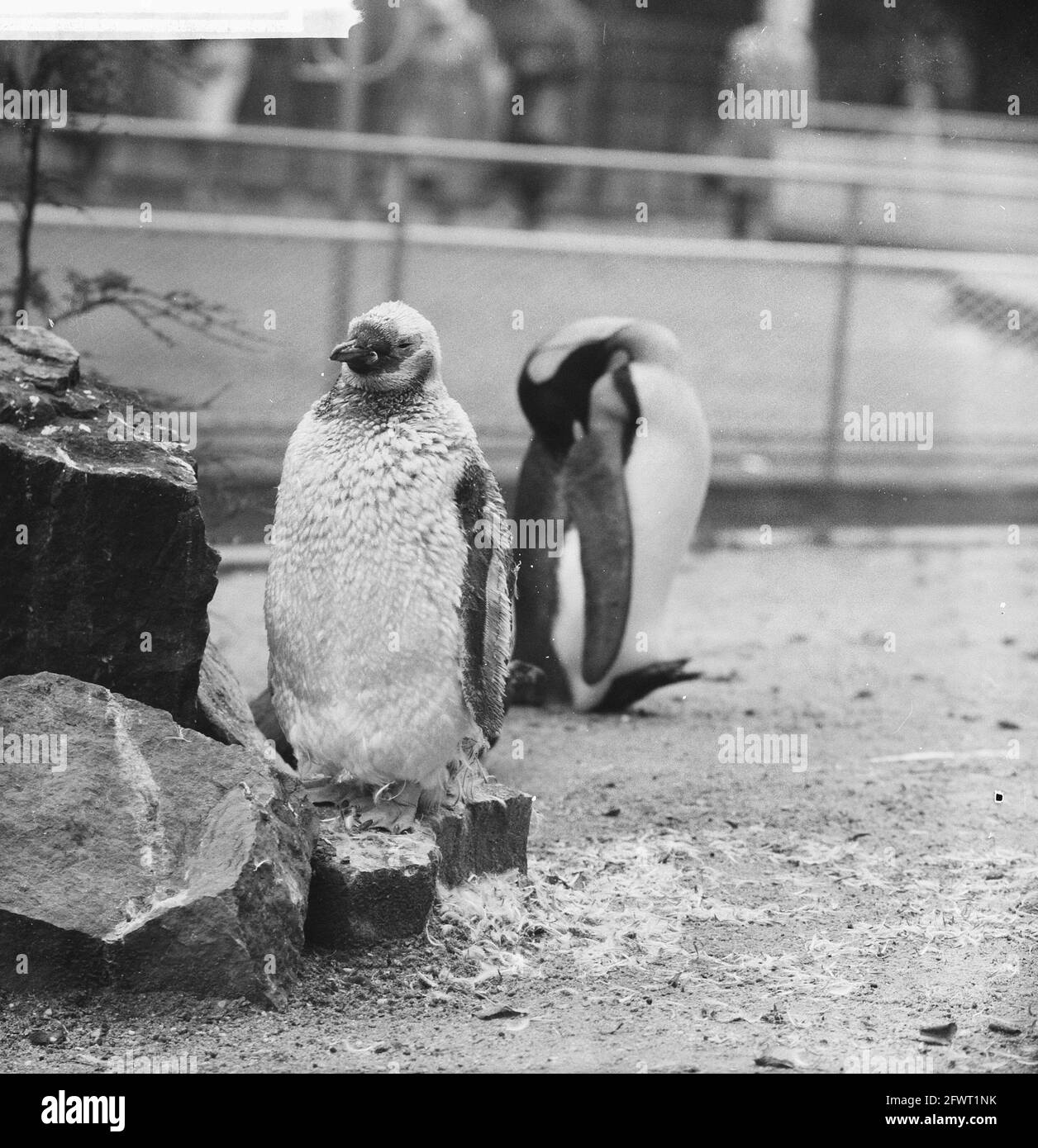 Artis News. Raging Penguin, 11. September 1961, Niederlande, Foto der Presseagentur des 20. Jahrhunderts, zu erinnerende Nachrichten, Dokumentarfilm, historische Fotografie 1945-1990, visuelle Geschichten, Menschliche Geschichte des zwanzigsten Jahrhunderts, Momente in der Zeit festzuhalten Stockfoto