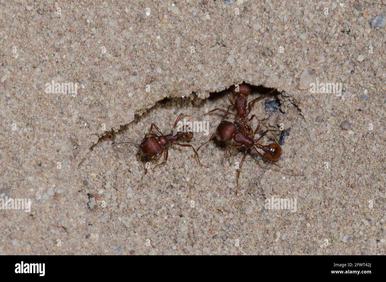 Feldhäcksler Ameisen, Pogonomyrmex sp., im Nest Eingang Stockfoto