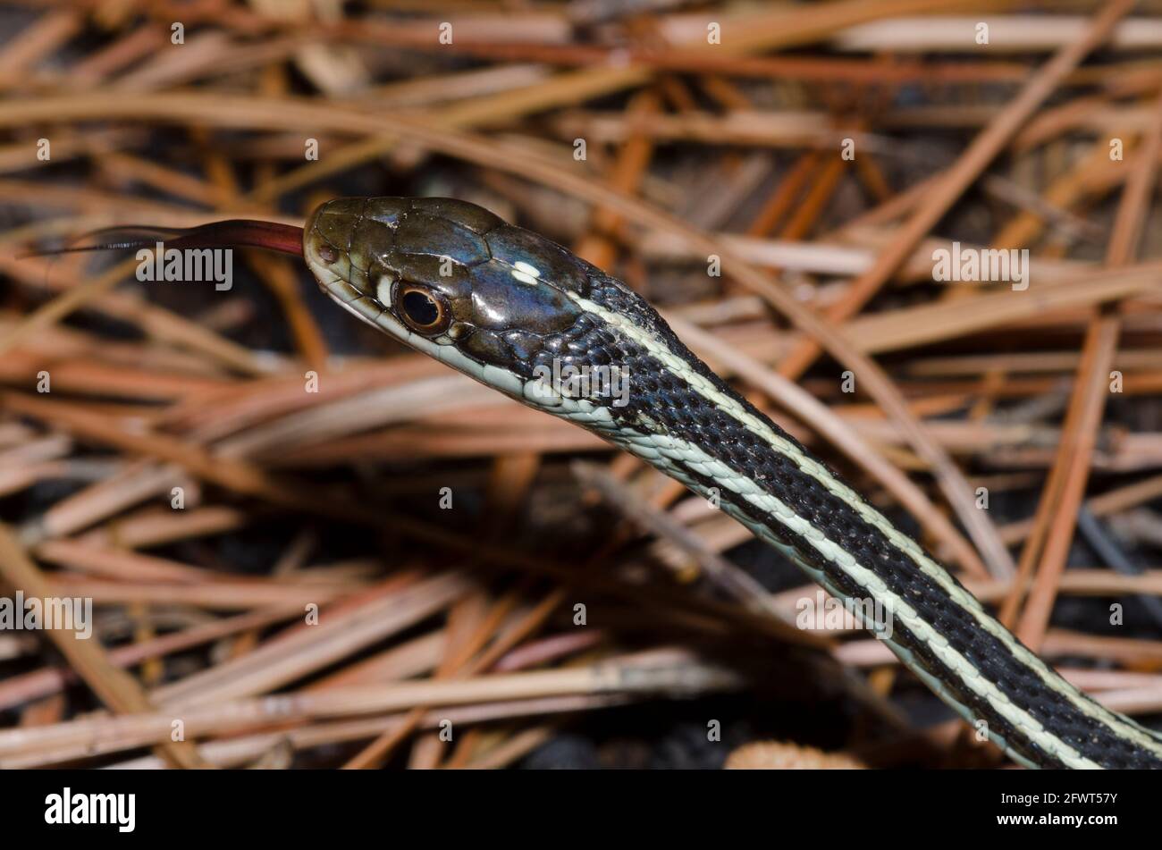 Orange gestreifte Ribbonsnake, Thamnophis proximus, die Zunge flippend, während sie sich auf Shortleaf Pine, Pinus echinata, Nadeln ausruhen Stockfoto