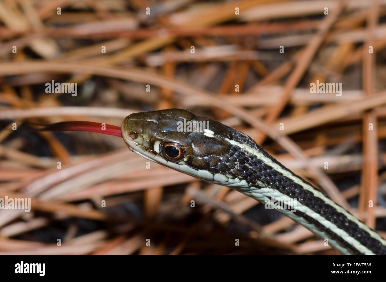 Orange gestreifte Ribbonsnake, Thamnophis proximus, die Zunge flippend, während sie sich auf Shortleaf Pine, Pinus echinata, Nadeln ausruhen Stockfoto