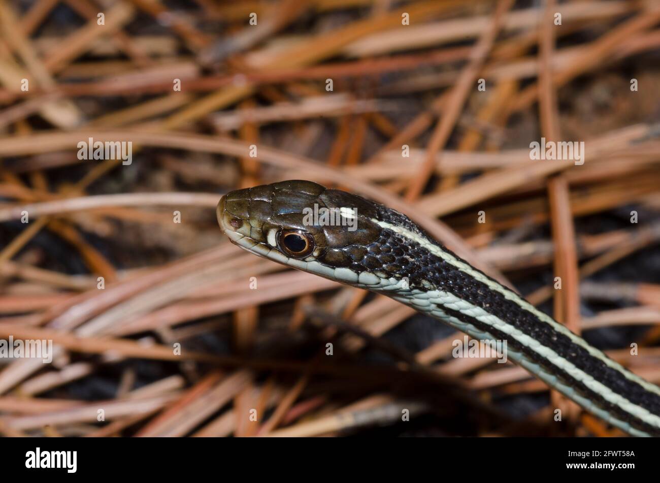 Orange gestreifte Ribbonsnake, Thamnophis proximus, ruhend auf Kurzblatt-Kiefer, Pinus echinata, Nadeln Stockfoto