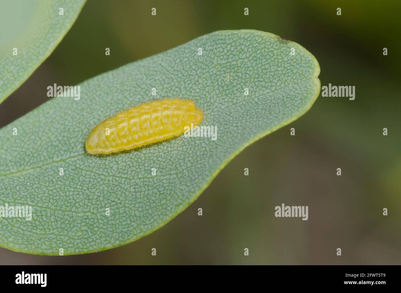 Frosted Elfin, Callophrys irus, Raupe auf gelbem wildem Indigo, Baptizia sphaerocarpa Stockfoto