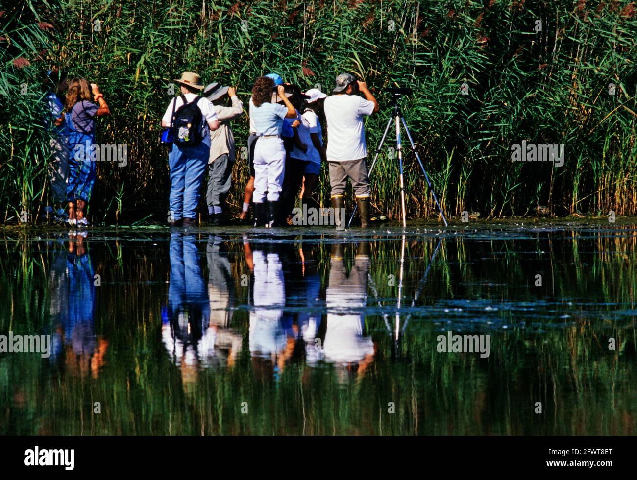 Vogelbeobachtung am East Pond des Jamaica Bay National Wildlife Refuge Stockfoto