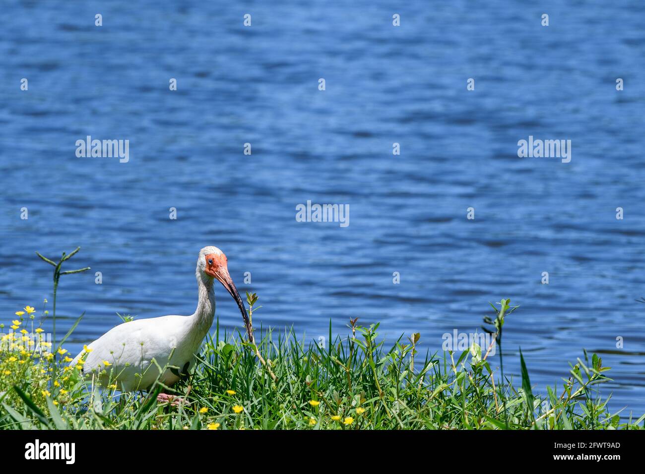 Nahaufnahme des White Ibis, das auf der Suche nach Essen am Ufer ist Eines Teichs Stockfoto