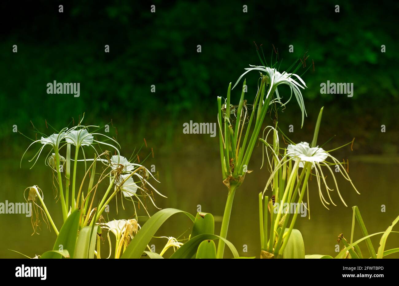 Weiße Blüten mit dunkelgrünem Naturhintergrund, Howrah, Westbengalen, Indien Stockfoto
