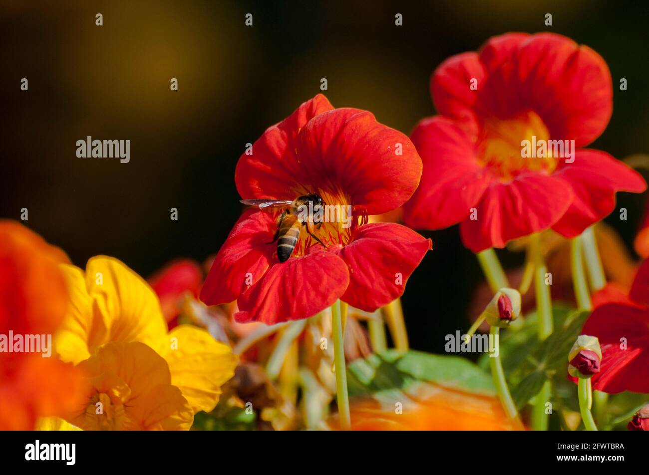 Honigbienen sammeln Nektar aus Blüten Stockfoto