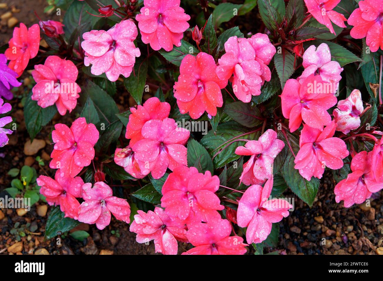 Floraler Hintergrund mit Blumen der Neuguinea Impatiens Stockfoto