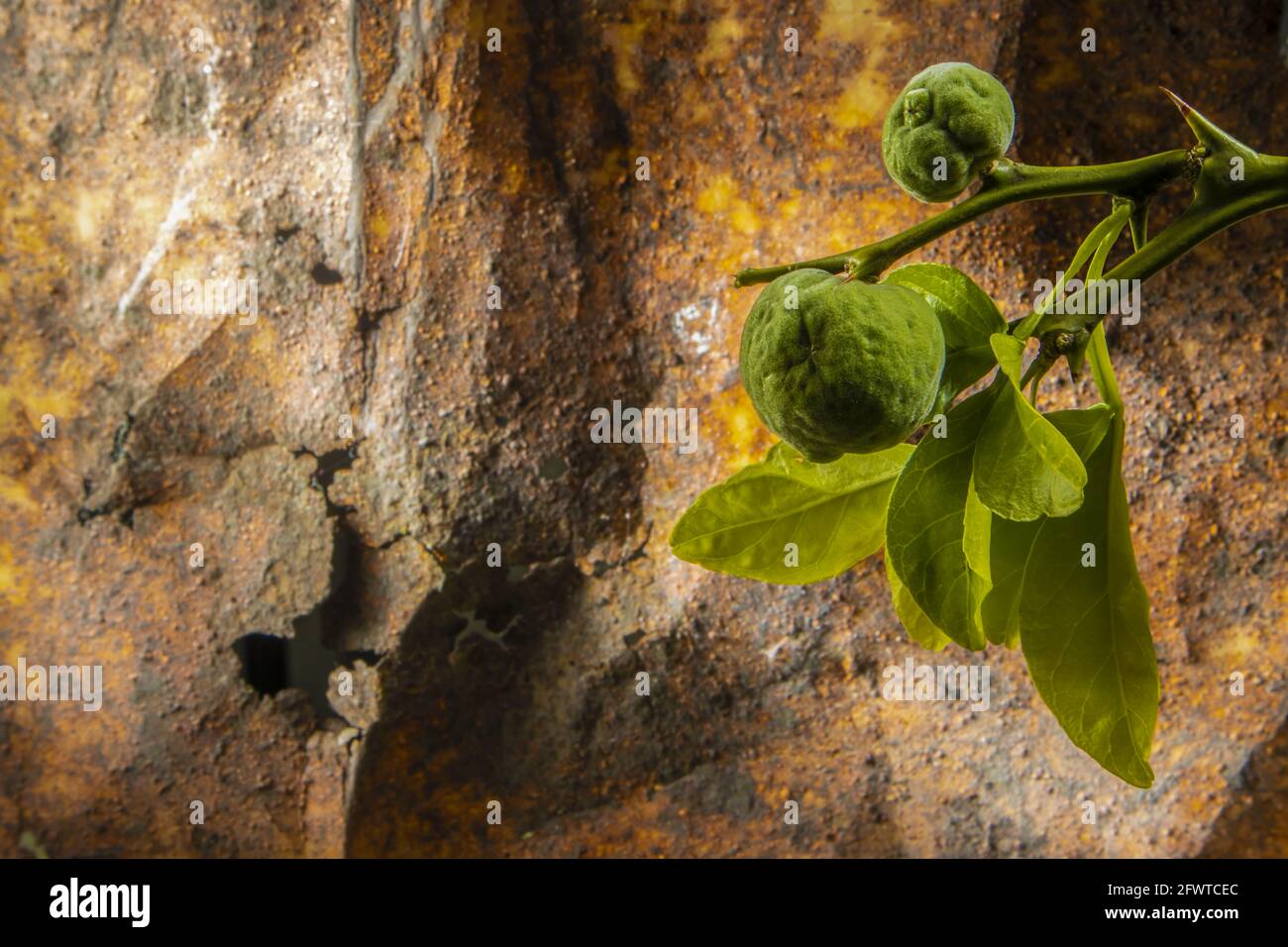 Makrofoto von zwei jungen Poncirus-Trifoliaten auf Zweig ein Verrosteter Hintergrund Stockfoto