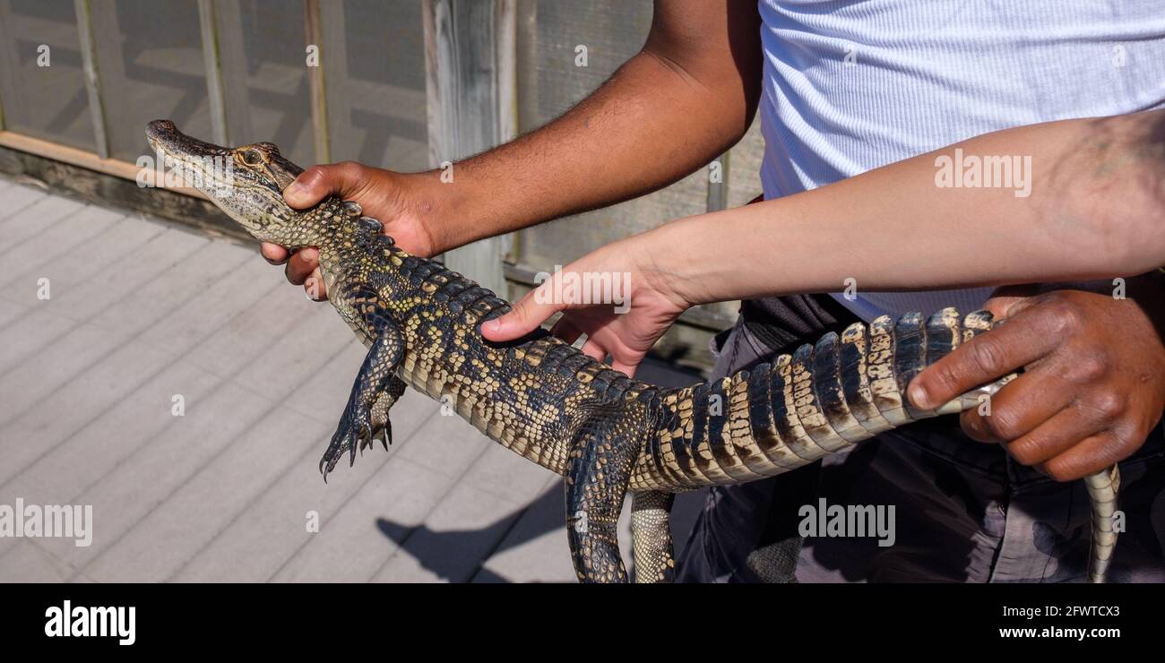 Menschen, die einen jungen Alligator halten und berühren, der an der Angelschnur gefangen wurde Stockfoto