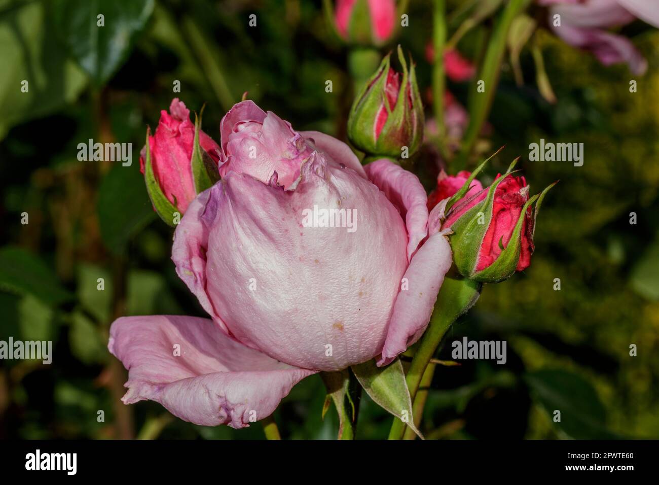 eine rosa rose Stockfoto