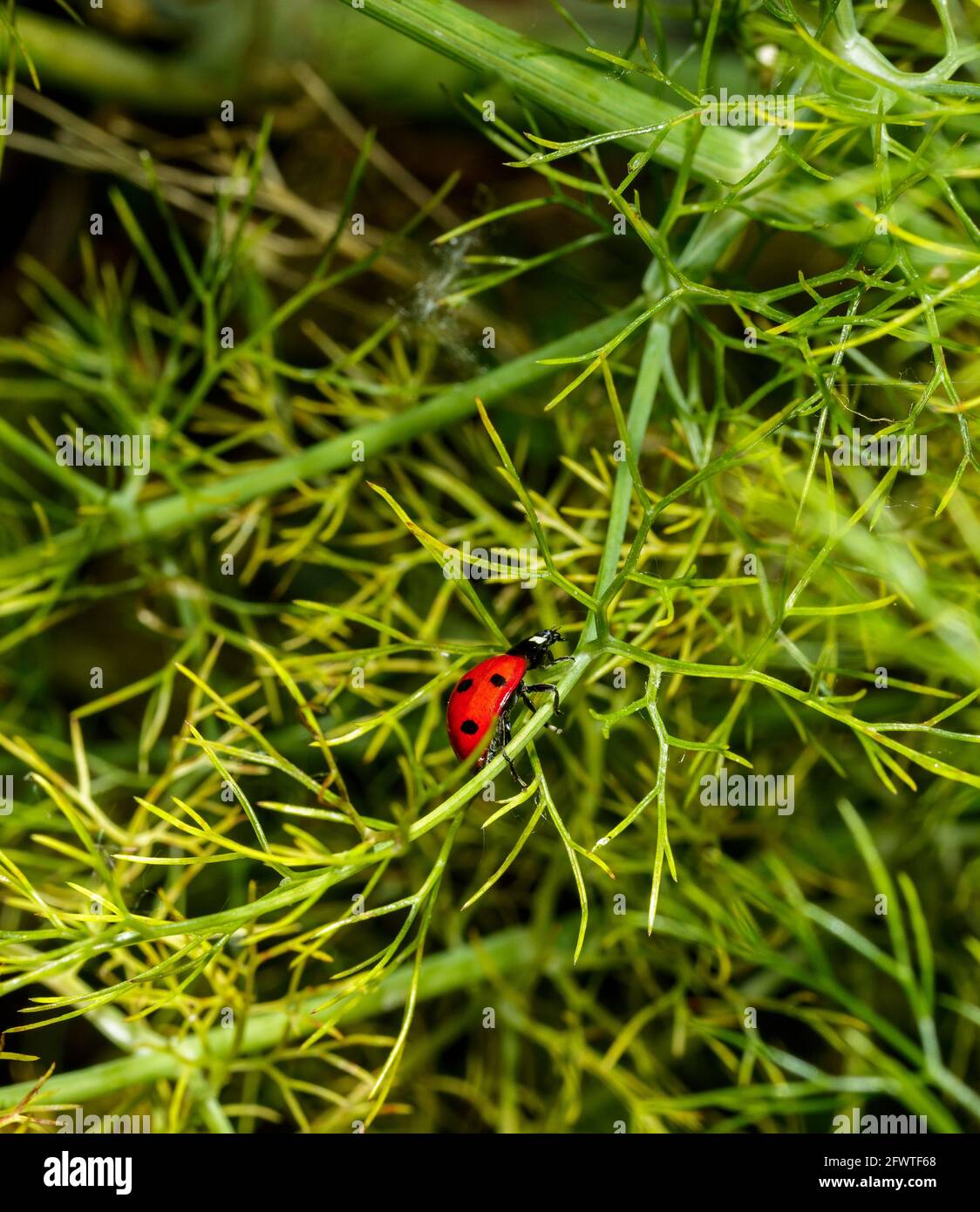 Ein Marienkäfer beim Gehen Stockfoto