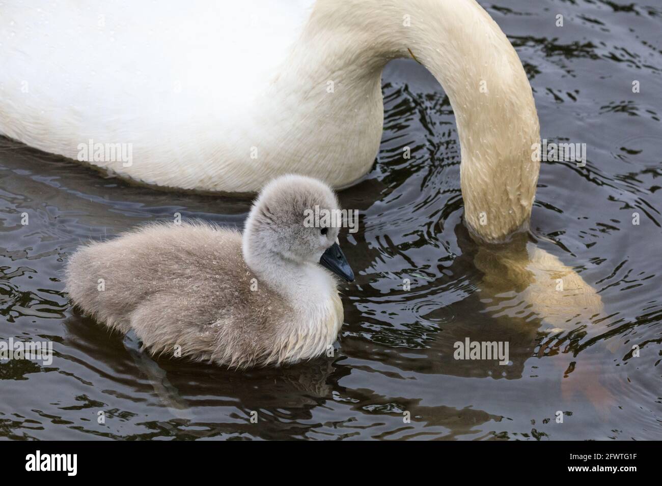 Halterner See, NRW, Deutschland. Mai 2021. Ein kleines Cygnet beobachtet sorgfältig die Bewegungen der Mutter. Eine Familie stummer Schwäne mit fünf flauschigen, einwöchigen Cygnets wagt sich trotz des regnerischen deutschen Feiertagswetters auf den Halterner See. Kredit: Imageplotter/Alamy Live Nachrichten Stockfoto