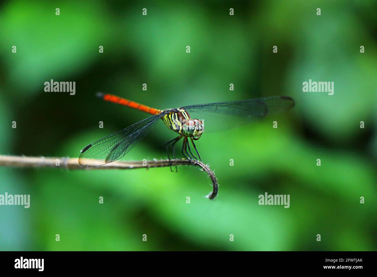 Asiatische Blutschwanzdrachenfliege, Lathrecista Asiatica, Nanded District, Maharashtra, Indien Stockfoto