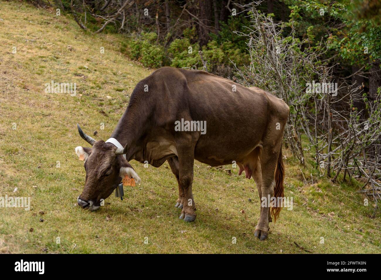 Kuhweiden in der Serra del Catllaràs Range(Berguedà, Katalonien, Spanien, Pyrenäen) ESP: Vaca pastando en la sierra del Catllaràs (Cataluña, España) Stockfoto