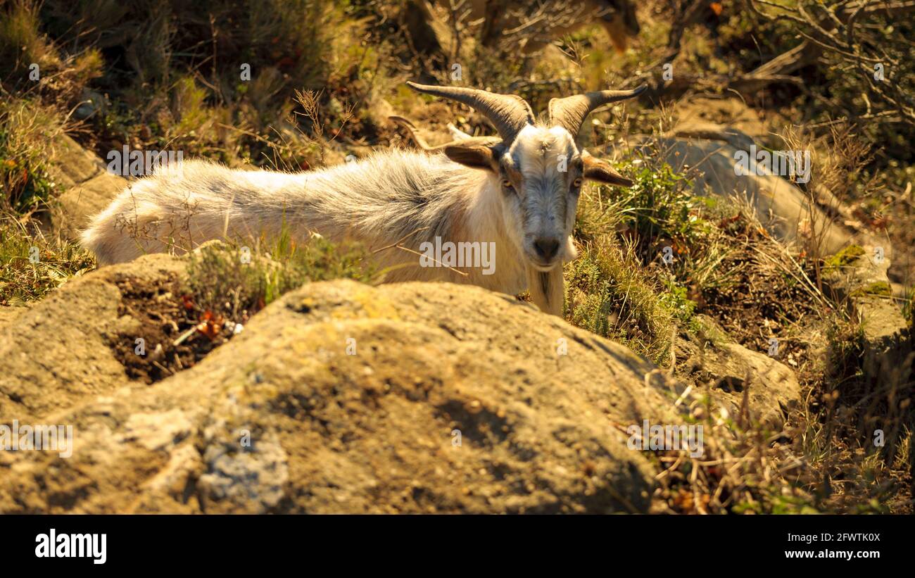 Hausziegen (Capra aegagrus hircus) im Schutzgebiet Bellmunt (Osona, Barcelona, Katalonien, Pyrenäen, Spanien) ESP: Cabras domésticas en Bellmunt Stockfoto