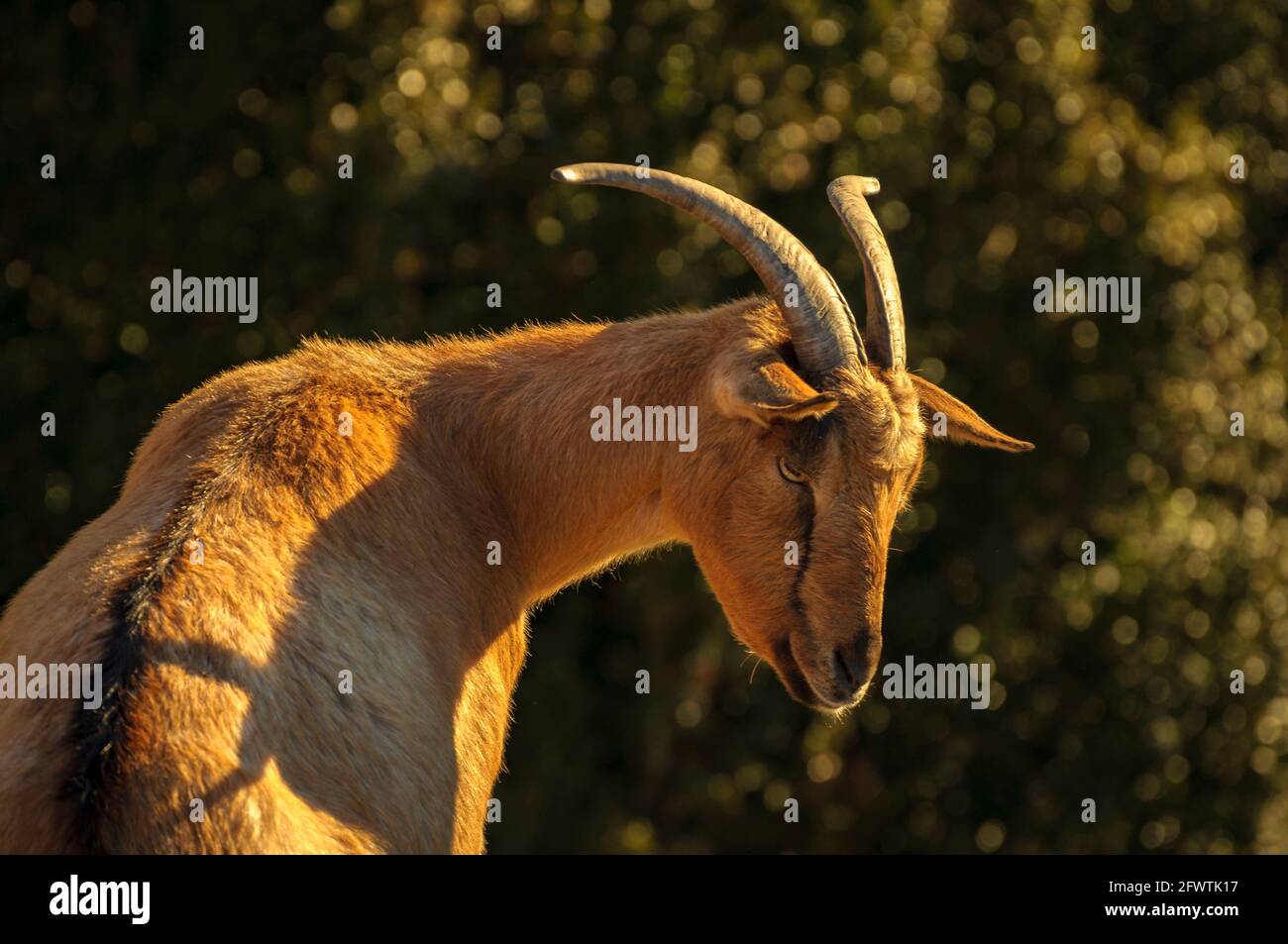 Hausziegen (Capra aegagrus hircus) im Schutzgebiet Bellmunt (Osona, Barcelona, Katalonien, Pyrenäen, Spanien) ESP: Cabras domésticas en Bellmunt Stockfoto