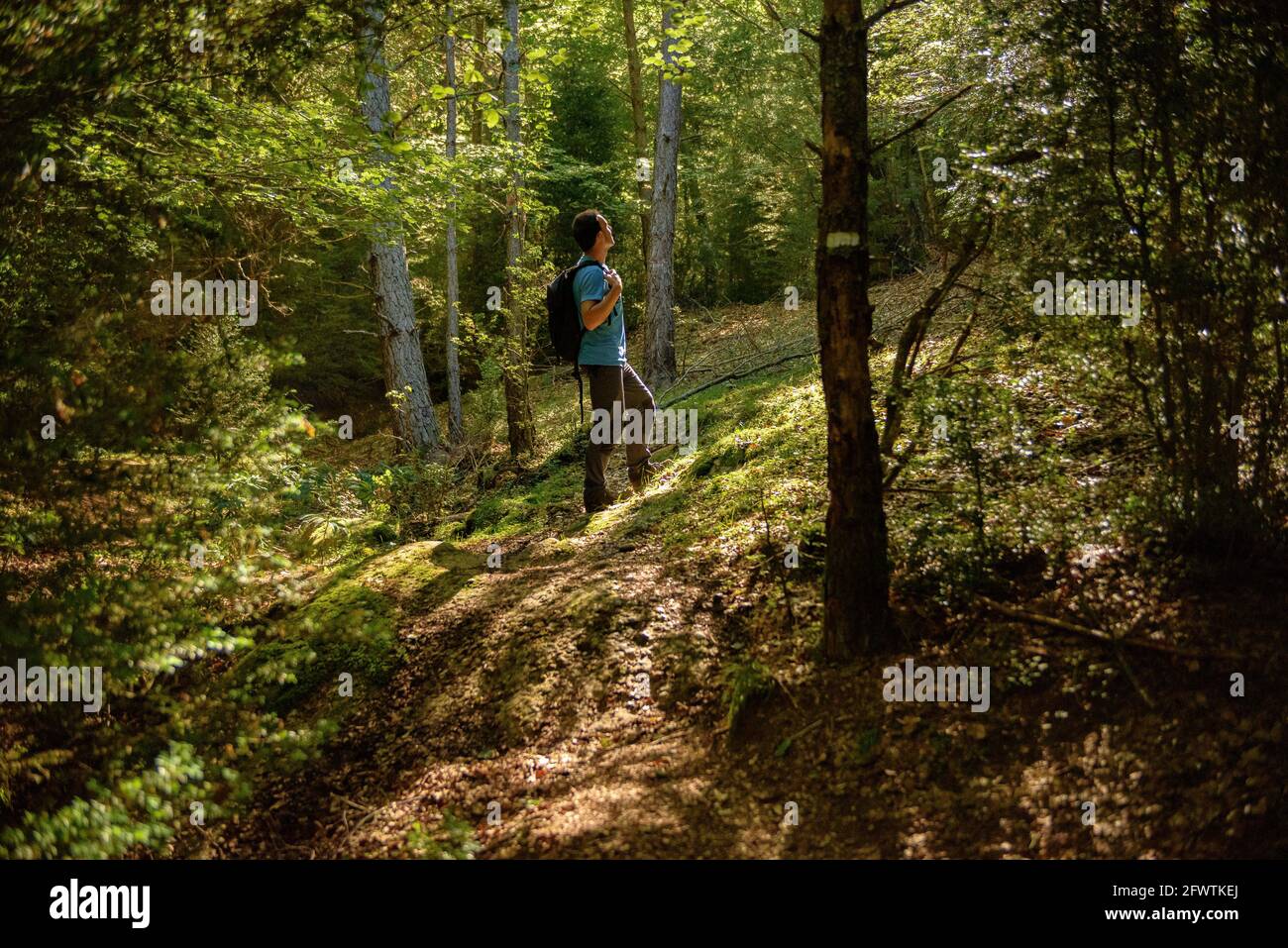 Wanderer im Buchenwald Baga de Clarent, in der Nähe von Sant Romà de la Clusa, in der Serra del Catllaràs (Berguedà, Katalonien, Spanien, Pyrenäen) Stockfoto