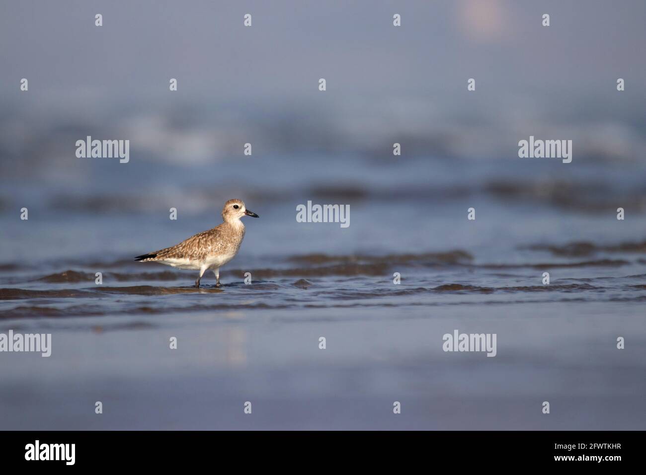 Gray Plover, Pluvialis Squatarola, im Meer, Akshi Beach, Alibag, Maharashtra, Indien Stockfoto