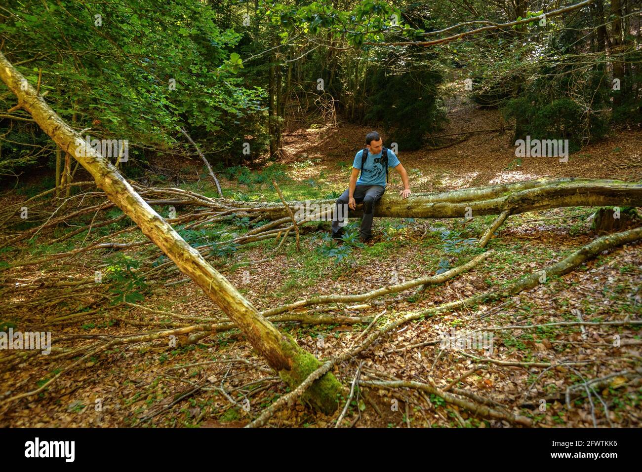 Wanderer im Buchenwald Baga de Clarent, in der Nähe von Sant Romà de la Clusa, in der Serra del Catllaràs (Berguedà, Katalonien, Spanien, Pyrenäen) Stockfoto